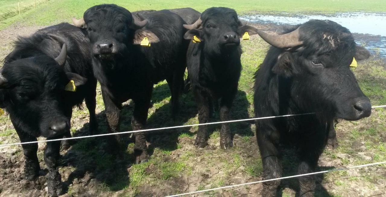 Gastenverblijf 'T Nagtegaeltje Sint-Oedenrode エクステリア 写真